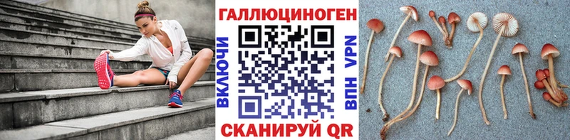 Псилоцибиновые грибы Psilocybe  Заводоуковск 